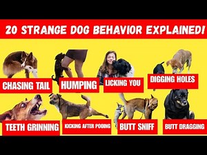 20 STRANGE DOG BEHAVIORS AND WHAT THEY MEAN