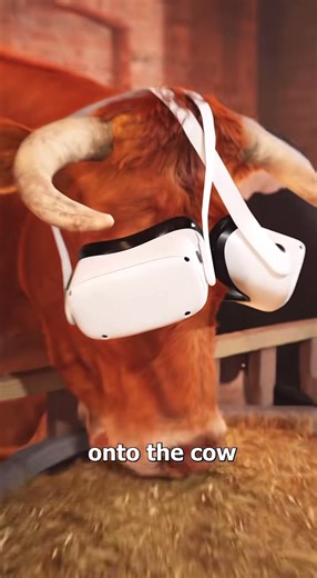 Exploring VR Technology for Cattle Management