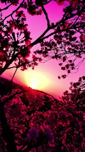 写真にお絵描きしてスマホの壁紙作ってみました！#お絵描き #壁紙 #景色 #桜 #ねこ