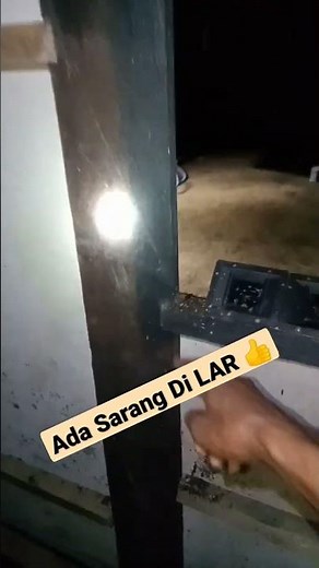 Gara2 Suara Akau2017 WALET Sampai Bersarang Ke LAR Guys😱 #shorts #petaniwalet #birdsounds