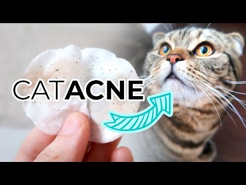 A Complete Guide on Treating Cat Acne
