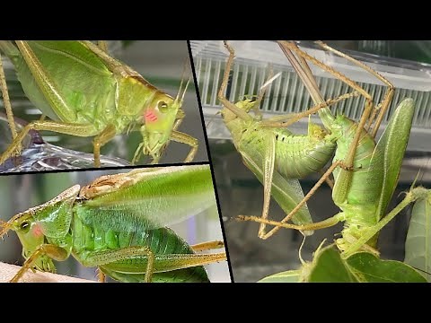 Reproductive Behavior of Insects - Yabukiri Katydid (Tettigonia orientalis)