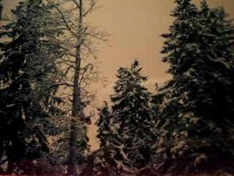 Oi, katsohan lintua oksalla puun