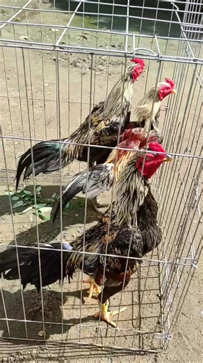 AYAM BANGKOK MANGON 3 BERSAUDARA #shortvideo #ayamviral #ayamsuper #ayamberkualitas #ayambangkok