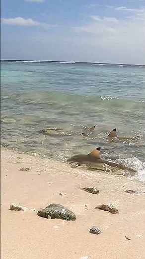 ISLAND SURVIVAL: Hand Catching Shark