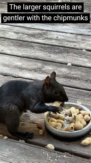 Variety of varmints #chipmunks #blacksquirrel #squirrel #wildlife