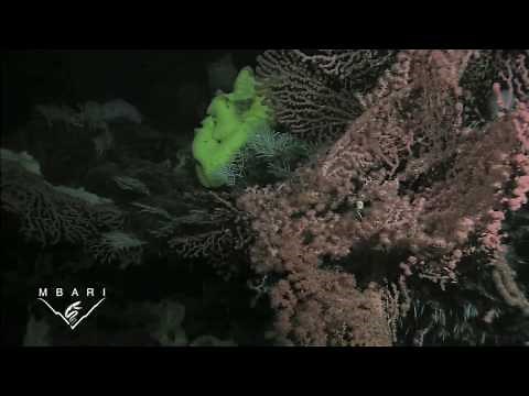 Davidson Seamount: The Biology of an Underwater Mountain