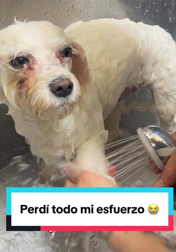 Puppy Export on TikTok