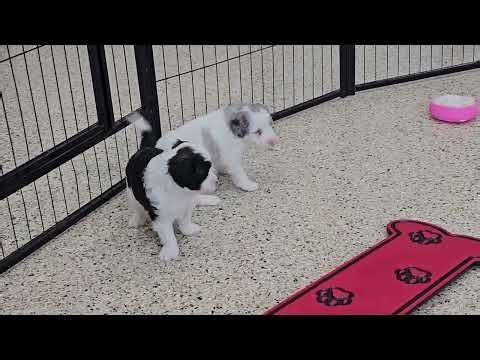Cute Puppy Video Taylor❤️Blake Mini Sheepadoodle puppies