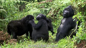 非洲隐秘珍宝 Africa's Hidden Wonders 中文字幕