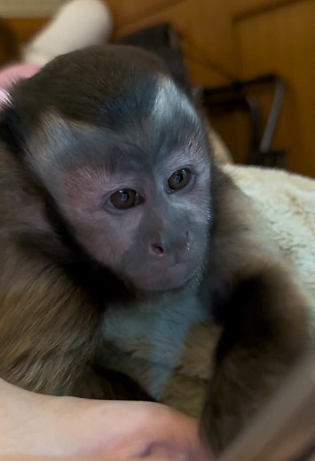 Lucia the Capuchin Monkey: Cute Moments on TikTok