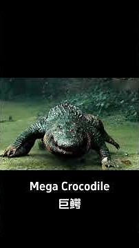 🐊😵Unconscious giant crocodile turned the tables on the man! | Mega Crocodile | YOUKU MONSTER MOVIE