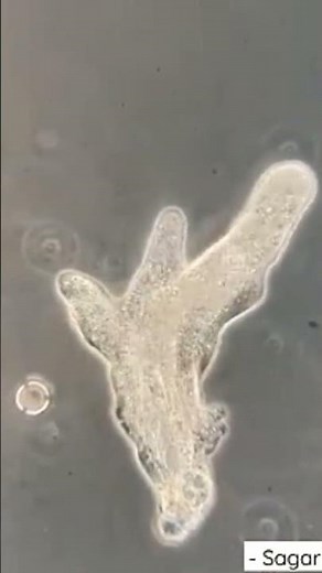 amoeba pseudopodia movement #science #biology #class10th #sunset #drone #sunrise