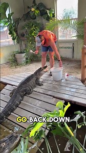Alligator Standoff 🐊🖐️#shorts #alligator