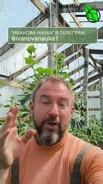 🥒 Are Your Cucumber Leaves Turning Yellow and Ovaries Stopping Growth? 😱 Save Your Cucumbers in 2...
