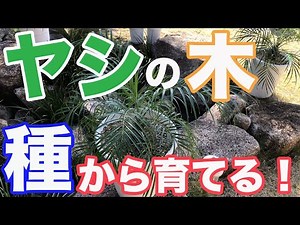 Grow palm trees from seeds! Ornamental plant Phoenix Loveleny