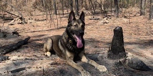 Arson dog demonstrates finding accelerant at scene of wildfire