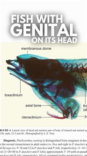 This fish came straight out of a horror movie