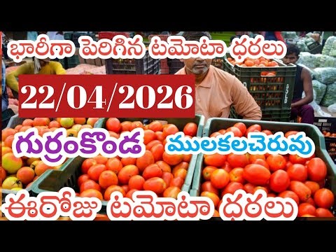 గుర్రంకొండ మార్కెట్ ములకలచెరువు మార్కెట్ ఈరోజు టమోటా ధరలు /22/04/26/Today Tomato Market price inrate