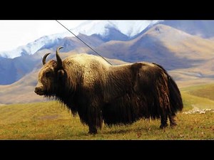 Tibetan Yak Fights Compilation | part 2 | བོད་ཀྱི་གཡག་འཛིང་།