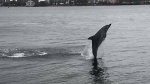 A few of our mates having flippin' good time just over the road at Matilda Bay 🐬😍 Amazing scenes captured by Environmental Engineering Professor, Anas Ghadouani 🙌 | The University of Western Australia