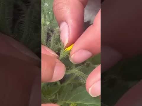 Cruzamiento tomate microton - chonto