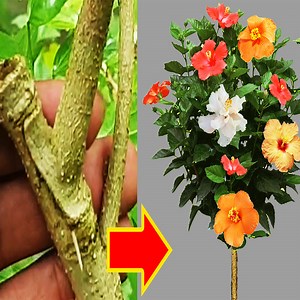 722K views · 6.1K reactions | Bud Grafting Defferent Color Hibiscuses Player In One Tree | Gardening & Farming | Facebook