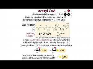 The Citric Acid Cycle (aka TCA, Krebs) & pyruvate oxidative decarboxylation: chemistry & context