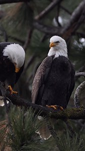 Two eagles. One bond. Possibly decades long. . Bald eagles are generally monogamous, often mating for life. Pairs return to the same territory year after year, strengthening their bond through shared nesting, hunting, and raising young. Seeing two perched together like this is often a sign of an established pair. . #BaldEagle #EaglePair #WildlifeMoments #NatureConnection #BirdPhotography | Peter Hamilton
