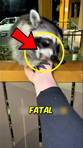 3 Animals You Should Not Touch Even Once Part 6