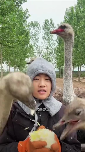 它是鸵鸟它为什么不会飞？姐妹它两三百斤飞到天上太危险了，掉下来随机砸倒一个路人，受不了啊！ #鸵鸟会飞吗#非洲鸵鸟