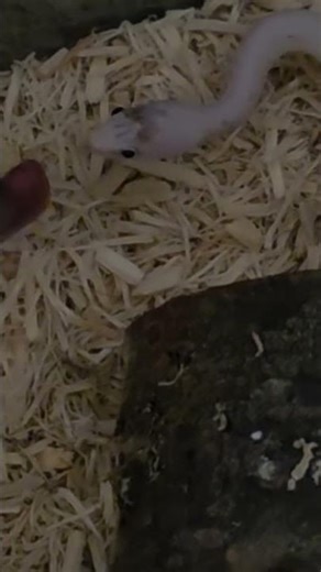 He wasn't full! Feeding my corn snake a thawed mouse part 2. #snake #reptiles #cornsnake