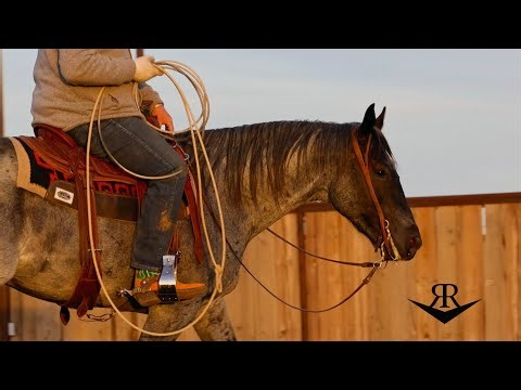 Wilson Cattle Co. ~ WRCA 2024 Top Horse ~ Tic Tick Boom Boon