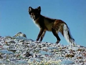 Wild America (1982) | S7 E8 'Wild Dogs' | Full Episode | FANGS