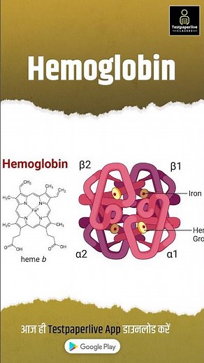 Hemoglobin | Structure of Hb | Function of Hb | Synthesis of Hb #hemoglobin #Function #shorts