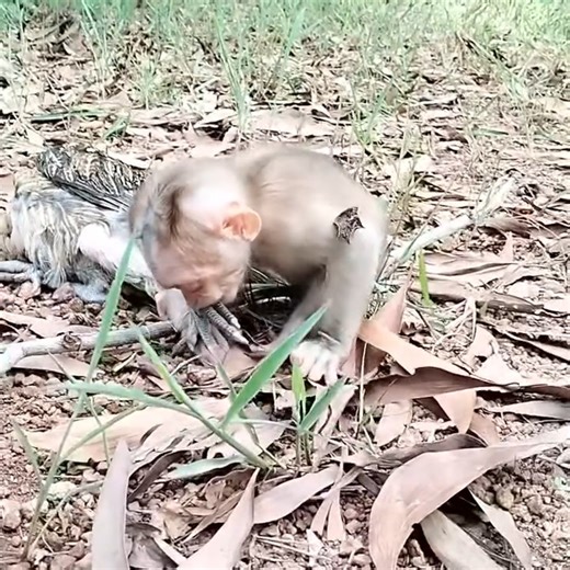 Strangely, Garina is scared of chickens. 😁😆 | Like Monkey