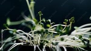 dying green plant time lapse in pot, no rain, no water, no life, drying, nature disaster, drought concept, global warming, isolated on black, dead wilted plant, dying plant