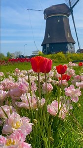Tulips garden🤩🌷 | Tulip Tours Holland