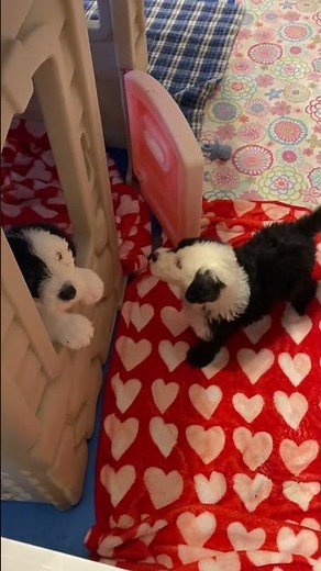 Ellie's 7 Old English Sheepdog Puppies in their Puppy Playroom
