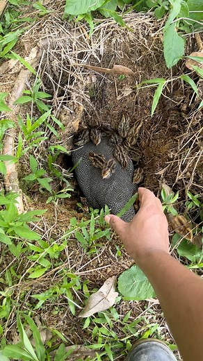 6.5M views · 2.4K reactions | Wow, just hatched  #fbreelsvideo #reels #trending #viral #explore #india #reel #reelsvideo #whale #reelsvideo #reelschallenge #natural #forest #OMG #Amazing #Wow #animal #animals #fish #haruan #amanrayachannel #partridge | Aman Raya Channel | Facebook