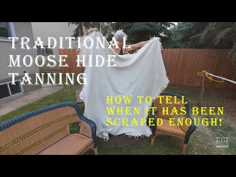 Traditional Moose Hide Tanning: How To Tell If It's Been Scraped Enough (4K)