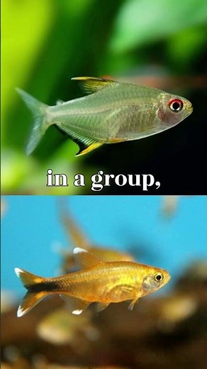 Lemon Tetra Behavior: What Every Fish Keeper Should Know!