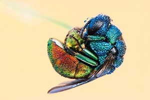 Cuckoo wasp - Alchetron, The Free Social Encyclopedia