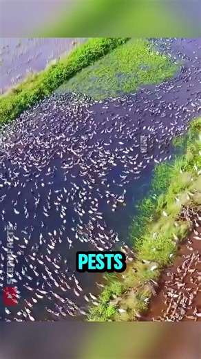 The Incredible Way Ducks Help Farmers Grow Healthier Rice 🌾🦆