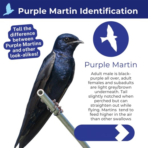 While Purple Martins are a distinctive bird, there are other species that are commonly mistaken for Purple Martins. Some species have similar plumages, while others have similar flying styles. This video will introduce you to a few of our most common "imposters" or look-alikes. #PurpleMartins #Birds #Conservation #Education #TreeSwallow #BarnSwallow #CliffSwallow #RoughWingedSwallow #ChimneySwift #EuropeanStarling | Purple Martin Conservation Association