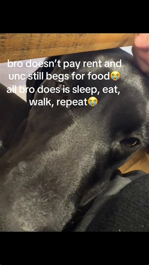 Understanding Lazy Dog Behavior and Habits