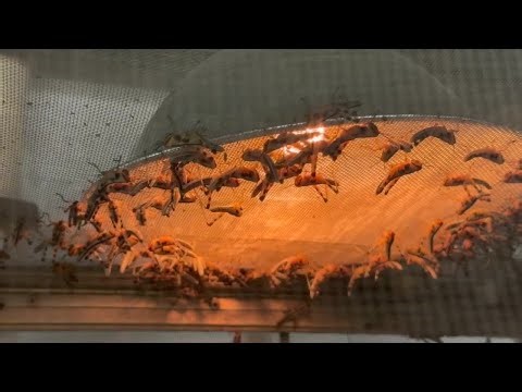 ASU scientists find new ways to stop locust swarms before they spread