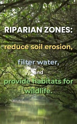 River Terms | Riparian Zones