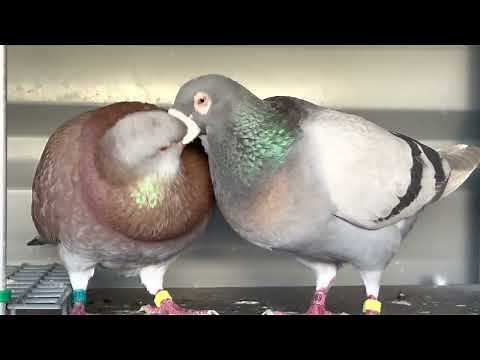 Pigeons mating / apareamiento de palomas