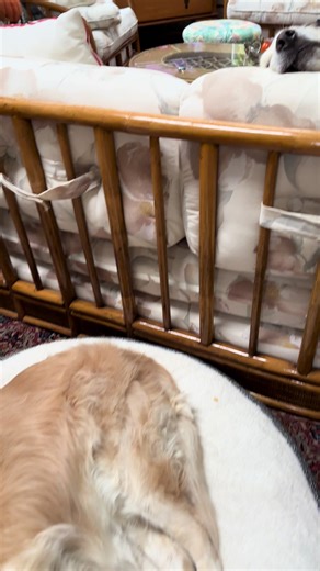 Ruby Thursday #goldenretriever | Dog Golden Retriever